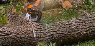 How Our Tree Care Process Works  in  Wayzata, MN