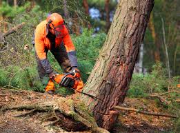 Seasonal Cleanup (Spring/Fall) in Wayzata, MN