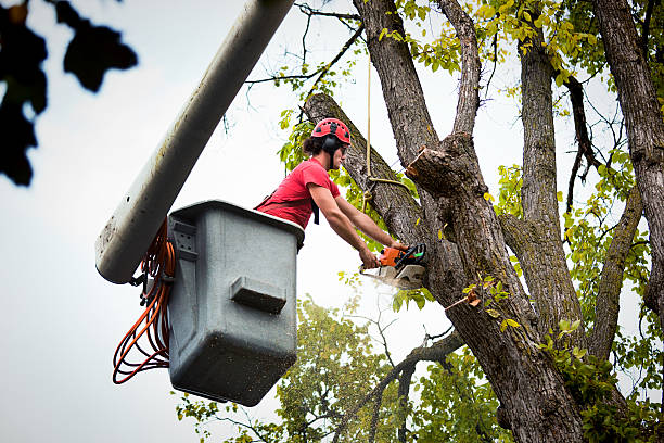 Reliable Wayzata, MN  Tree Services Solutions